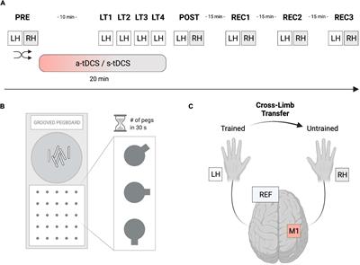 tDCS over the primary motor cortex contralateral to the trained hand enhances cross-limb transfer in older adults